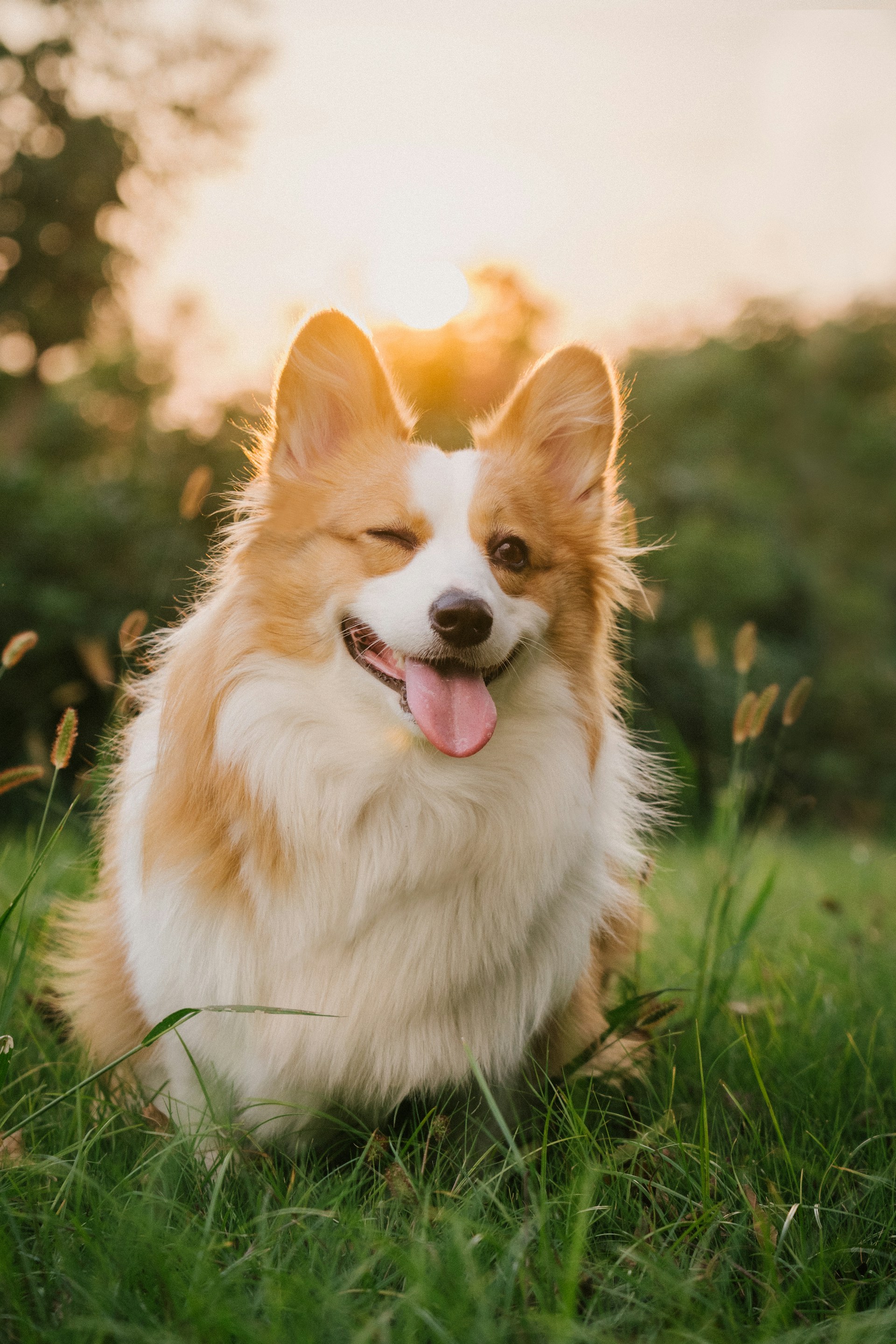 Corgi photograph example — choose a photo or try the example to extract colors
