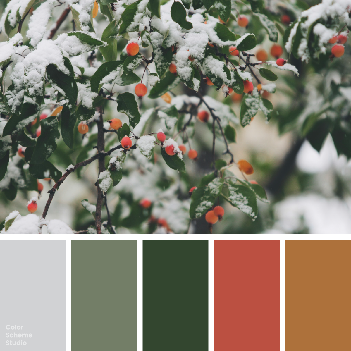 Snow-covered leaves and warm berries above five gray, green, red, and amber swatches