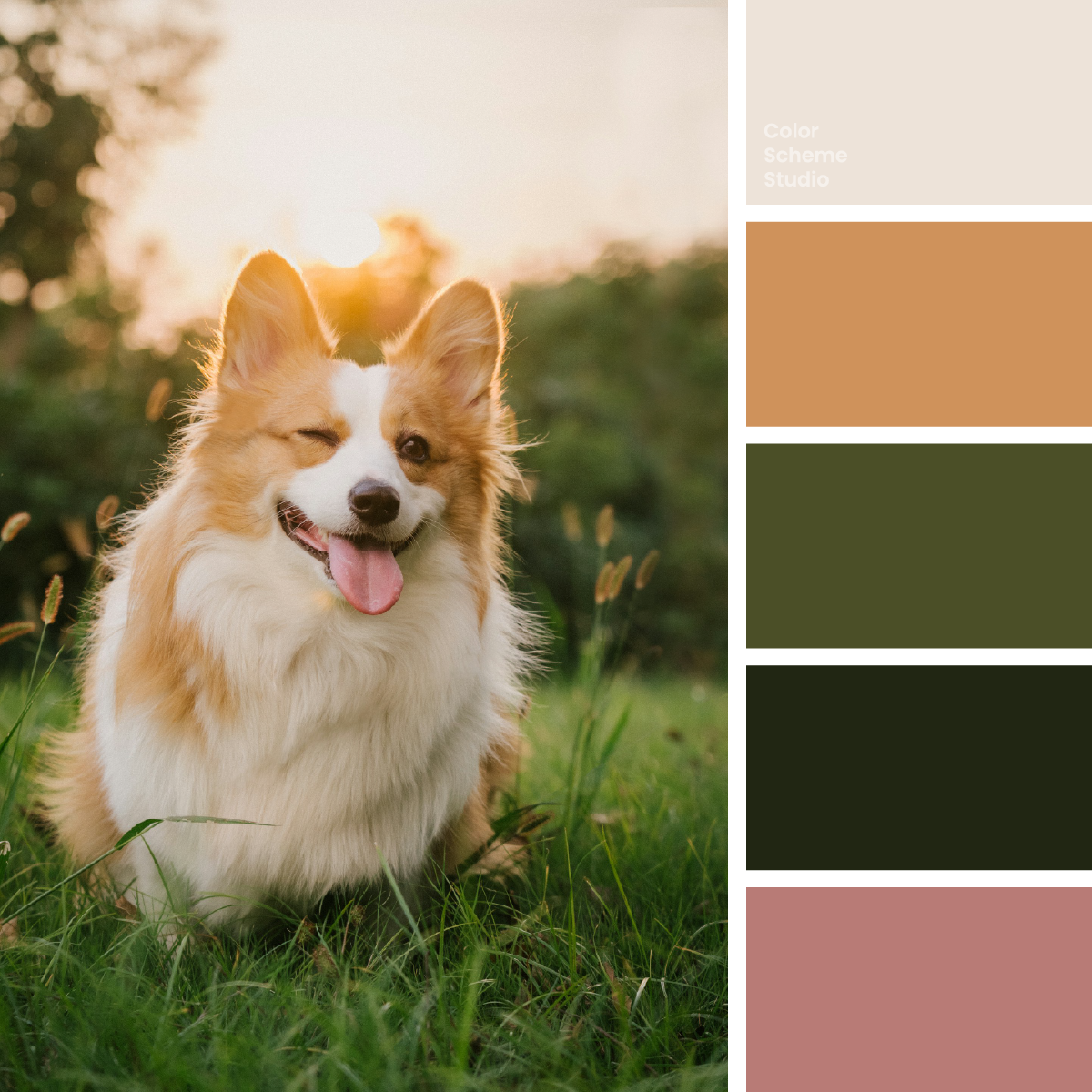 A corgi in sunlit grass with cream, tan, olive, dark green, and dusty pink swatches