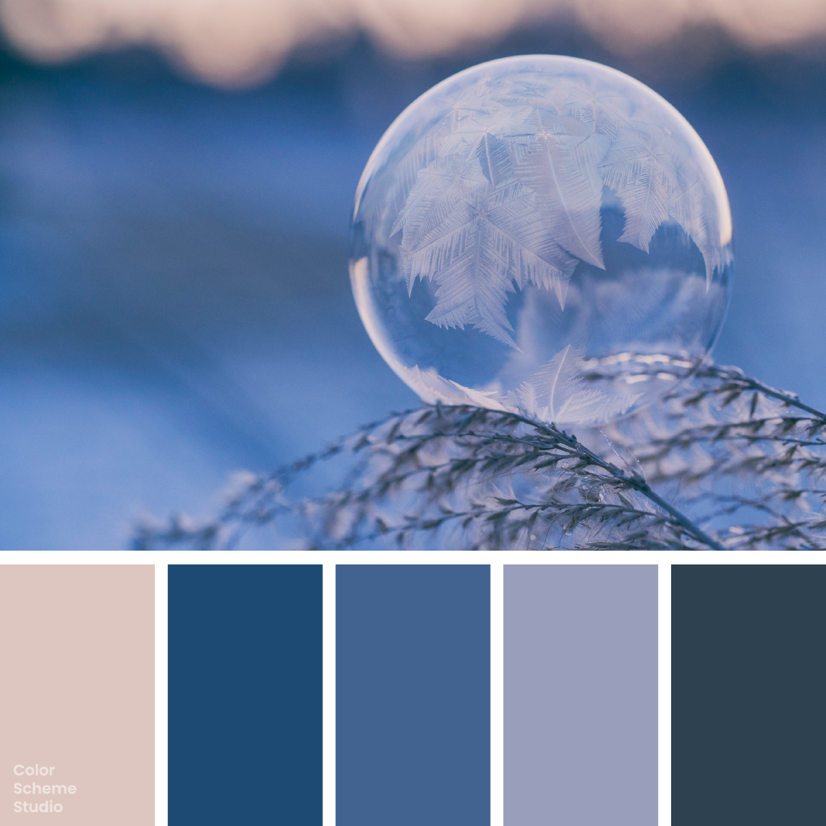 Winter frosted color palette — photograph and five-color palette